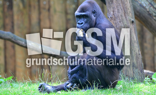 Gorillababy (7).jpg